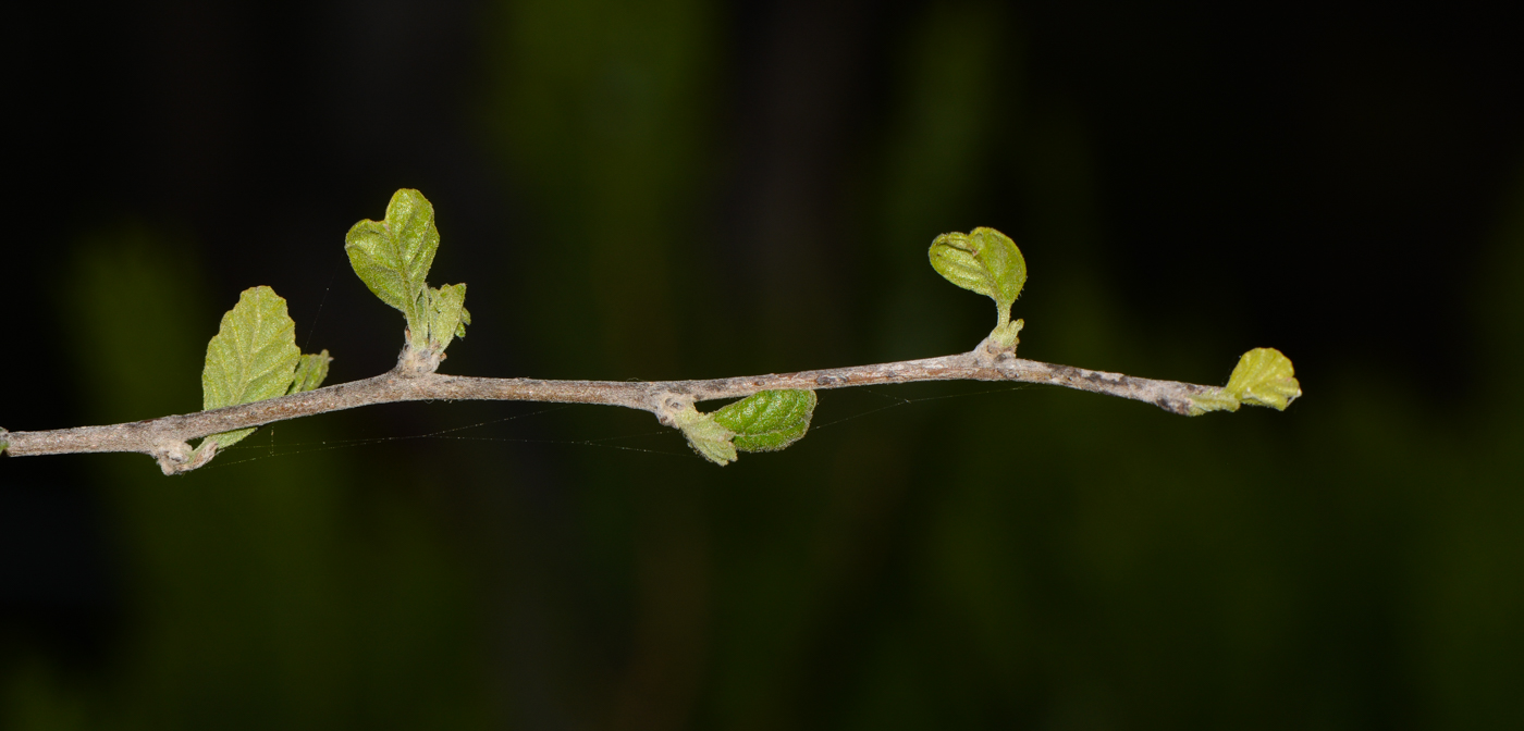 Image of Cordia parvifolia specimen.