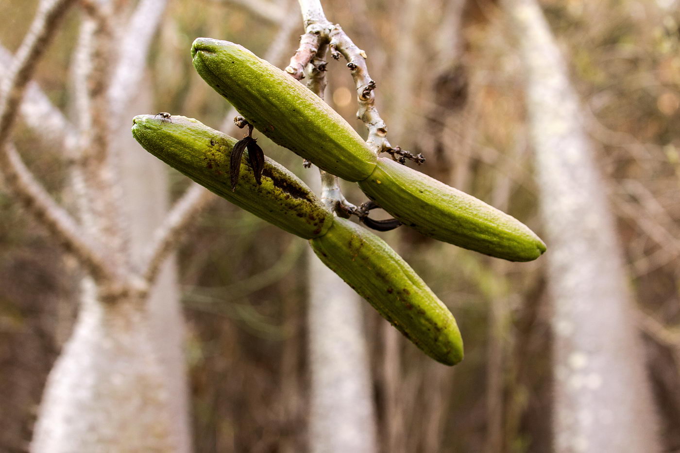 Image of genus Pachypodium specimen.