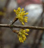 Cornus mas