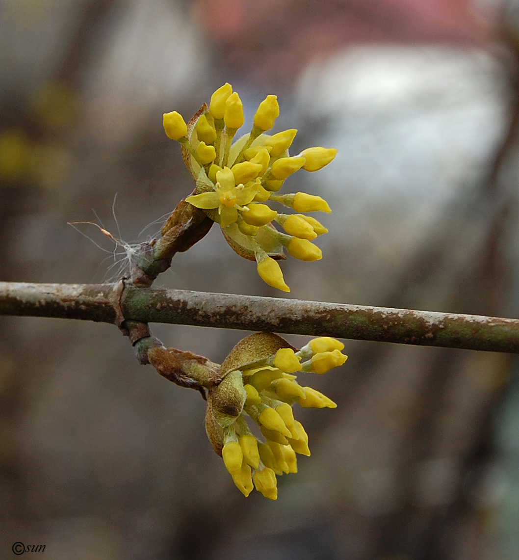 Image of Cornus mas specimen.