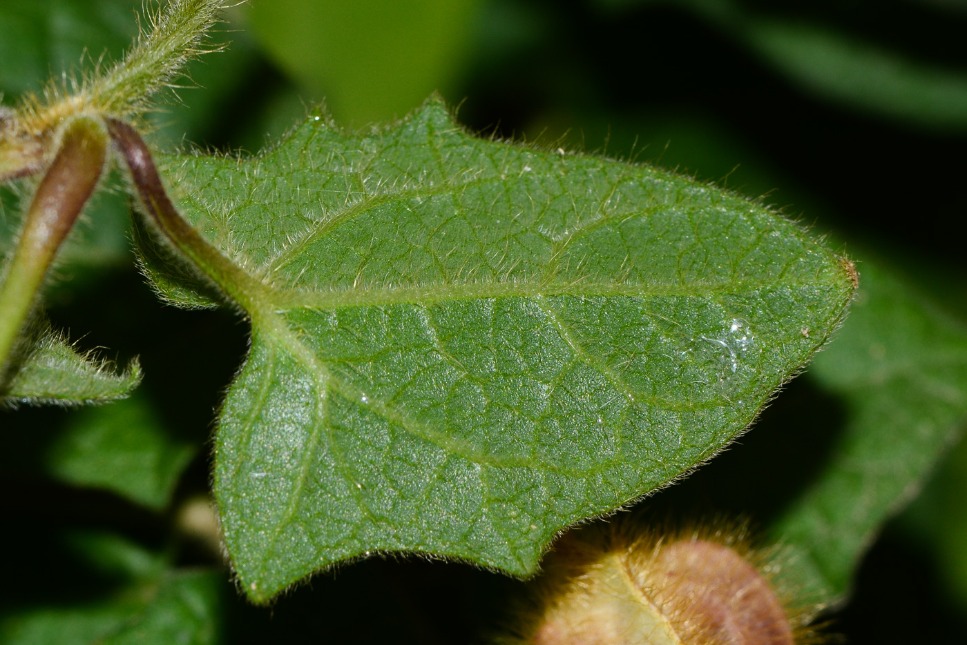 Image of Thunbergia gregorii specimen.