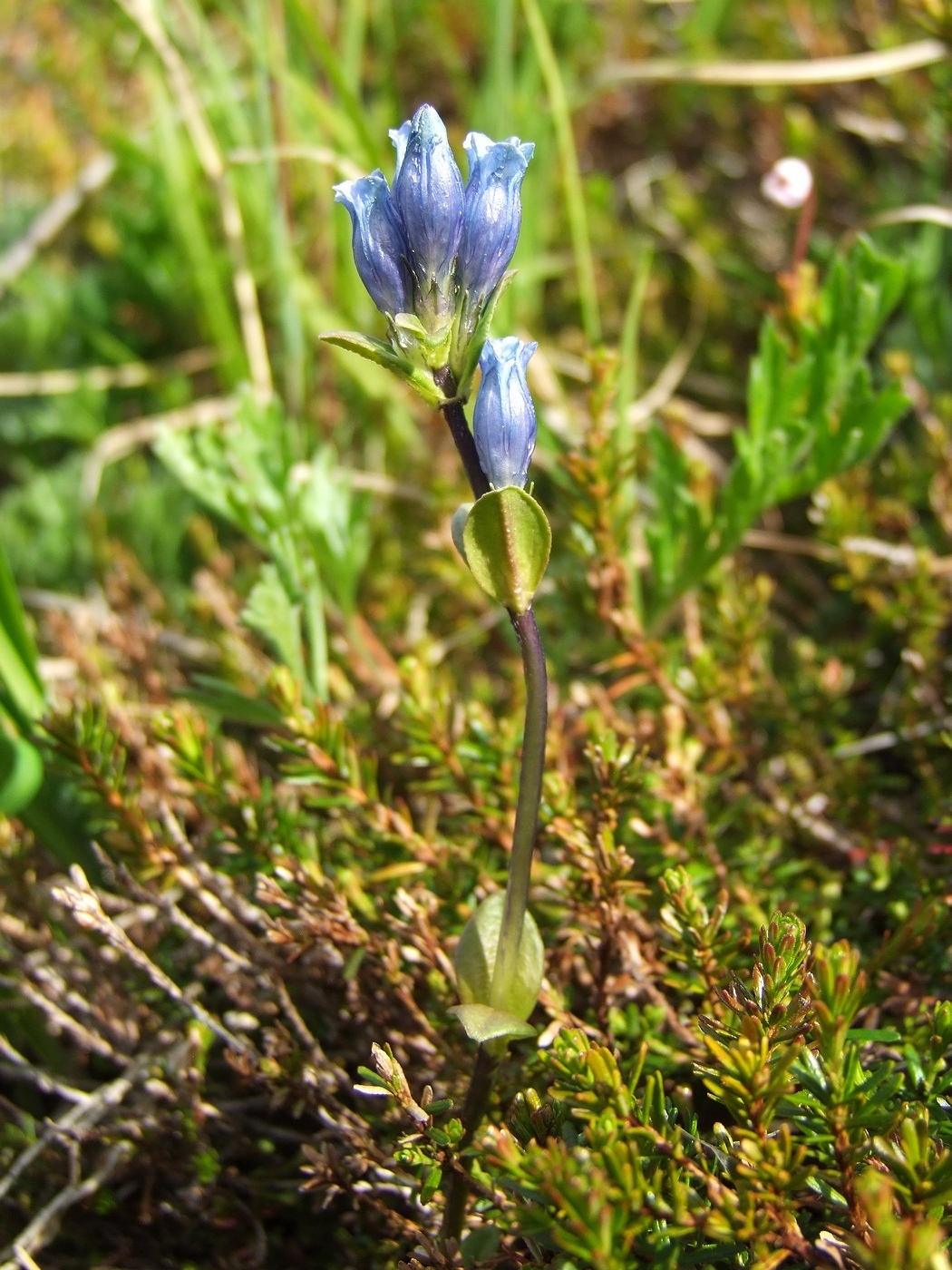 Image of Gentiana glauca specimen.