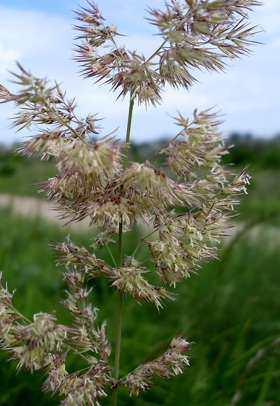 Image of Calamagrostis epigeios specimen.