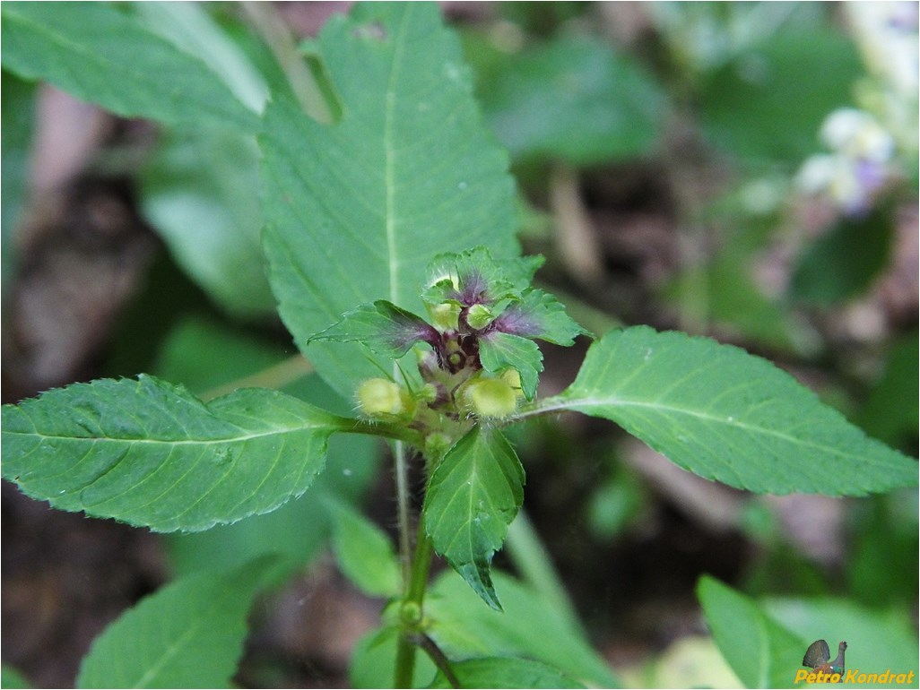 Image of Galeopsis speciosa specimen.