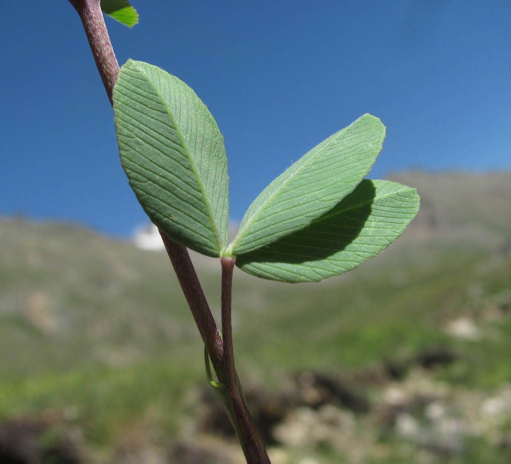 Image of Trifolium rytidosemium specimen.