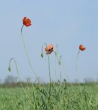 Papaver stevenianum