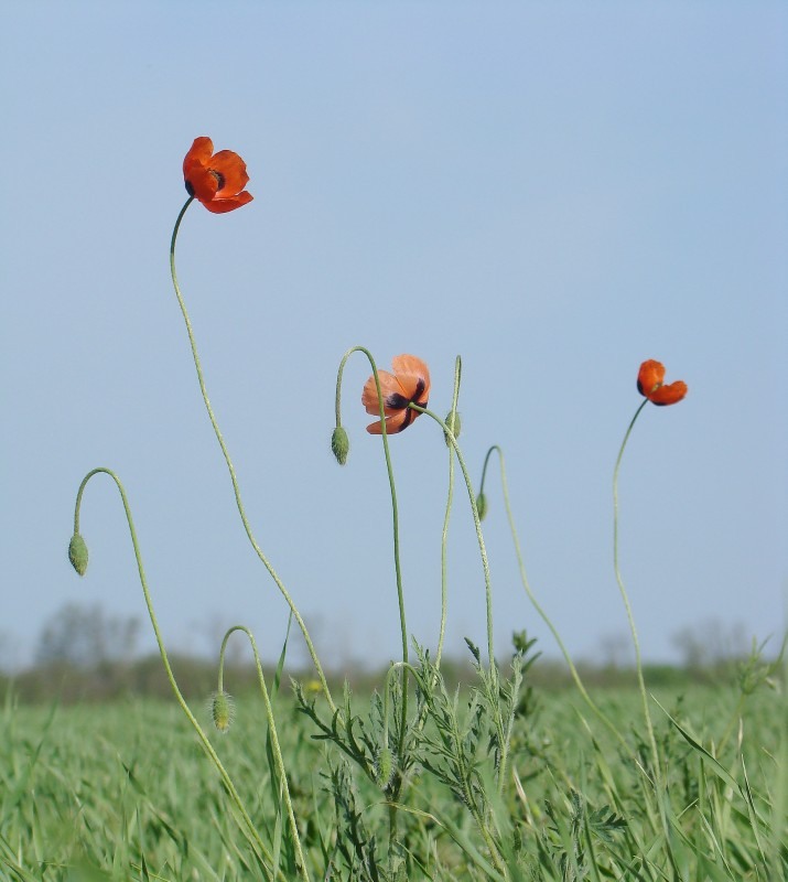 Изображение особи Papaver stevenianum.