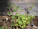 Corydalis capnoides