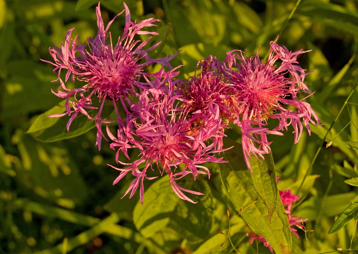 Изображение особи Centaurea phrygia.