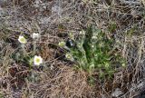 Anemonastrum sibiricum. Расцветающие растения. Чукотка, побережье бухты Провидения. 31.05.2012.