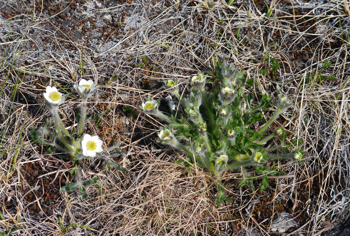 Изображение особи Anemonastrum sibiricum.