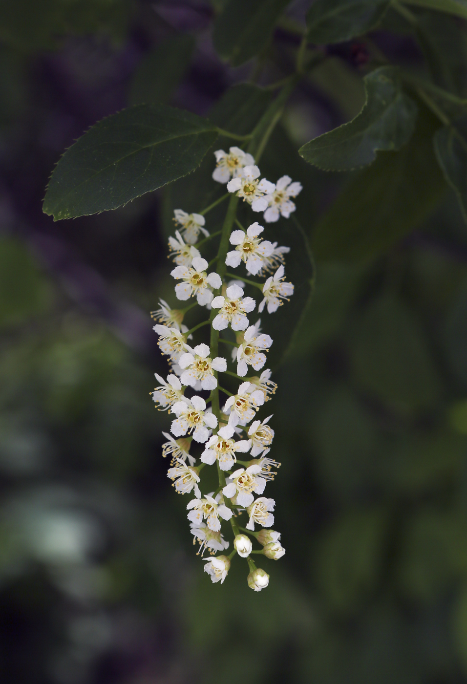 Image of Padus virginiana specimen.