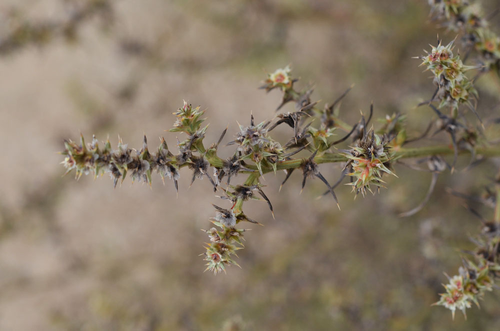 Image of genus Salsola specimen.