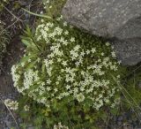 Minuartia inamoena. Цветущее растение. Кабардино-Балкария, Эльбрусский р-н, ущелье Азау возле водопада Нижний Малый Азау. 19.07.2009.