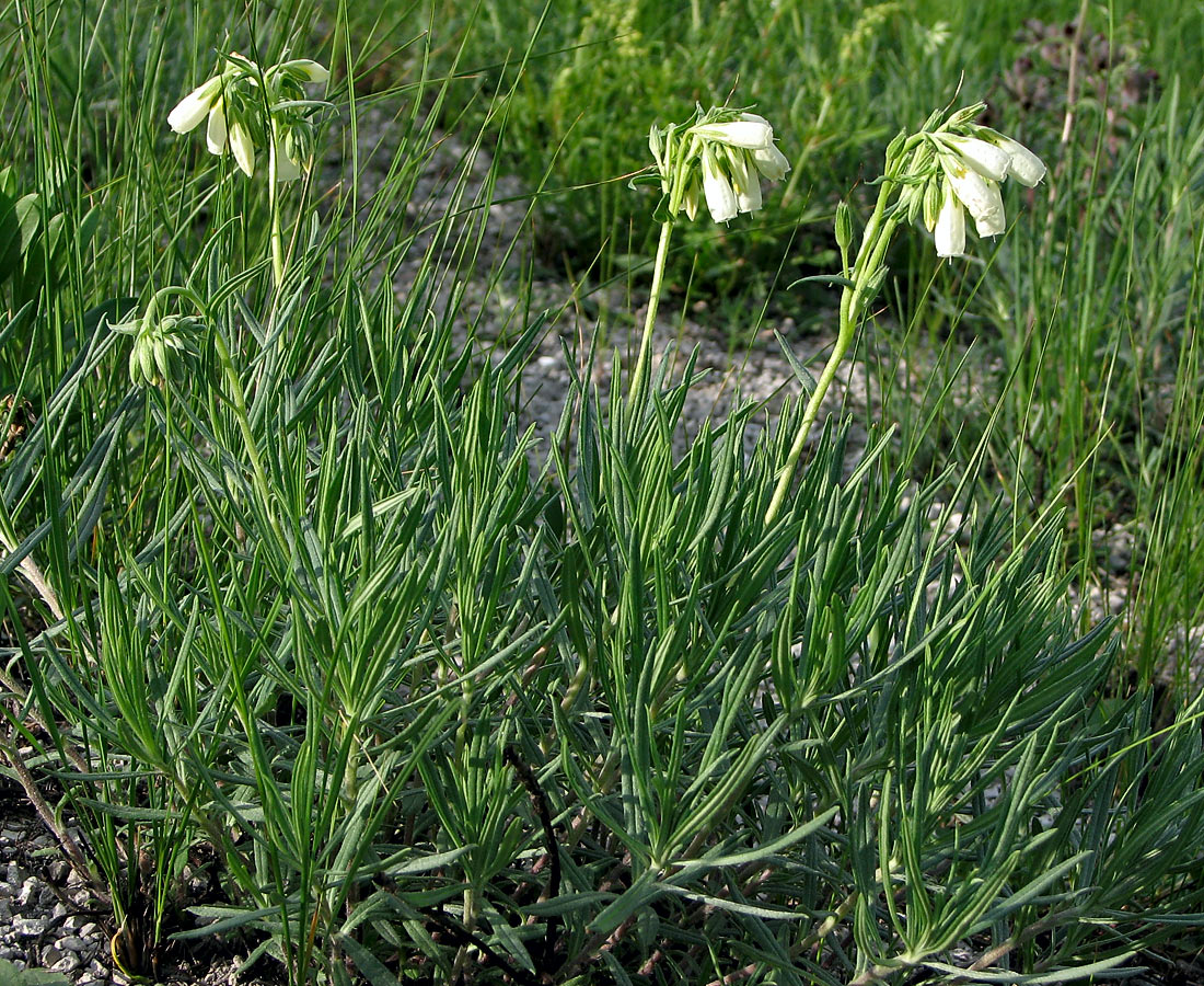 Image of Onosma tanaitica specimen.