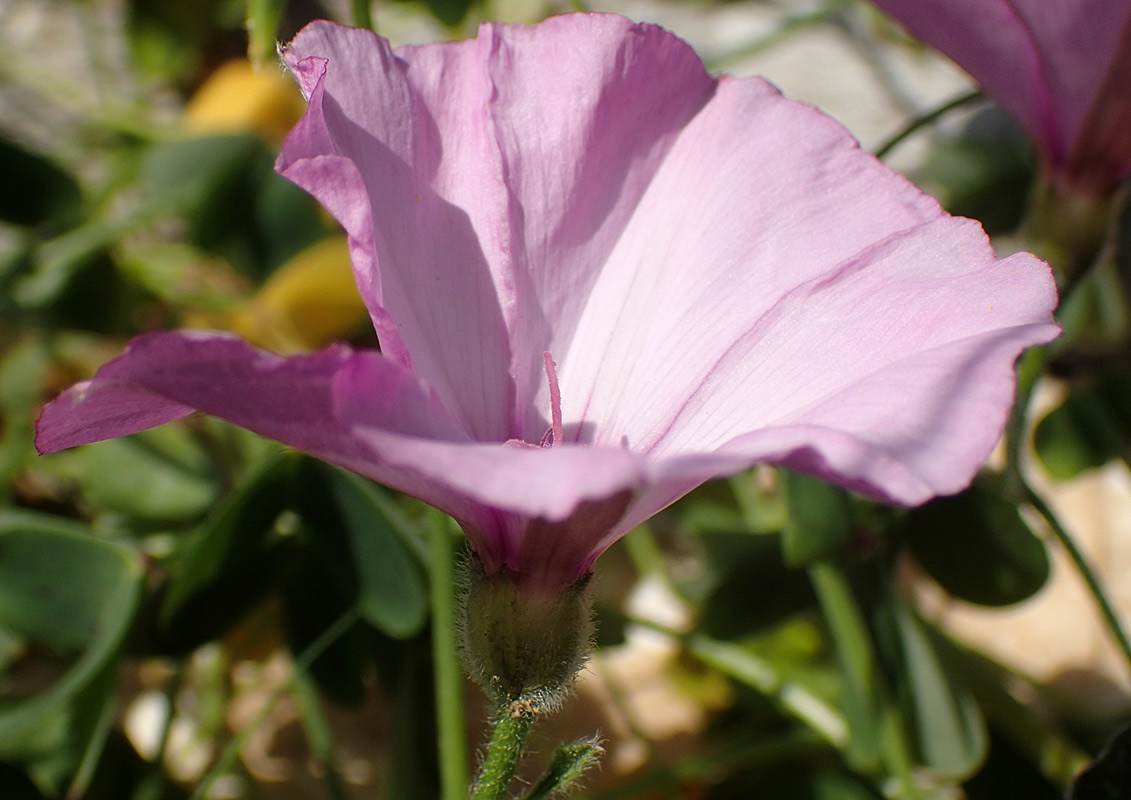 Image of Convolvulus althaeoides specimen.