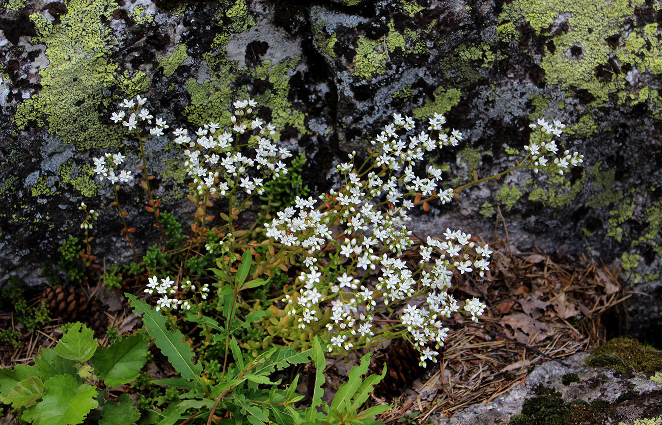 Изображение особи Sedum album.