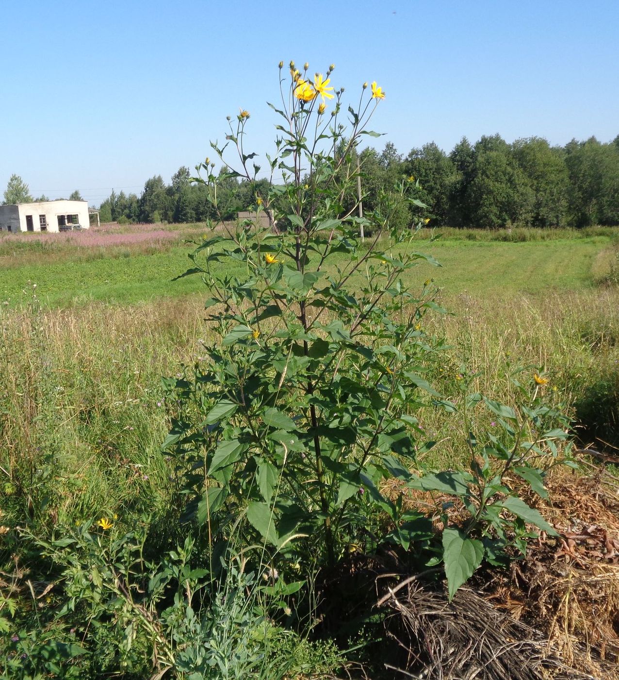 Image of Helianthus tuberosus specimen.