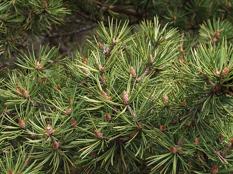 Изображение особи Pinus sylvestris ssp. hamata.