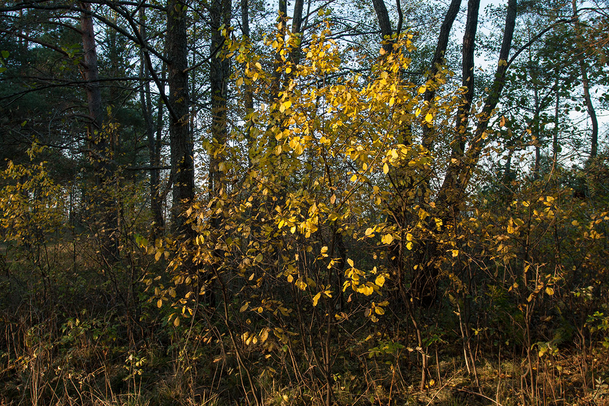 Изображение особи Frangula alnus.