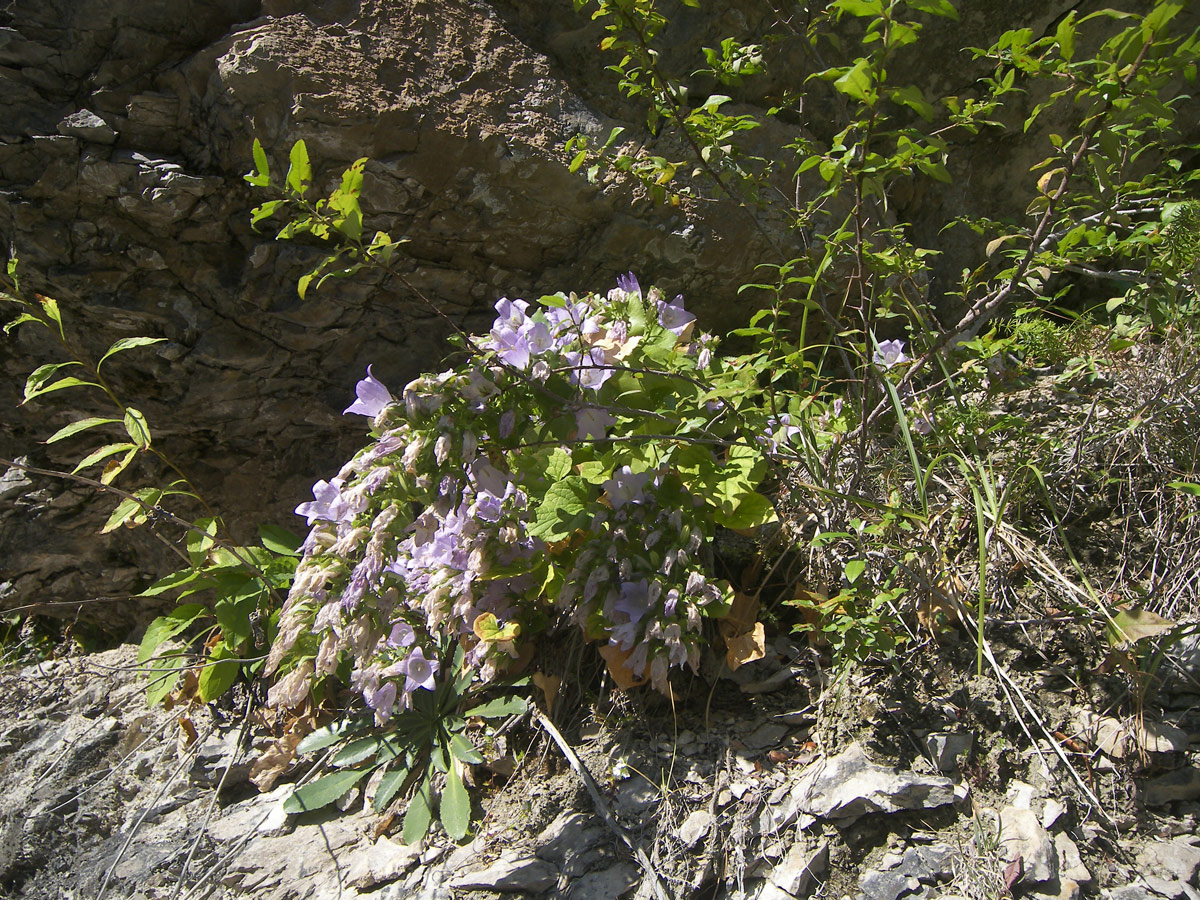 Image of Campanula mirabilis specimen.
