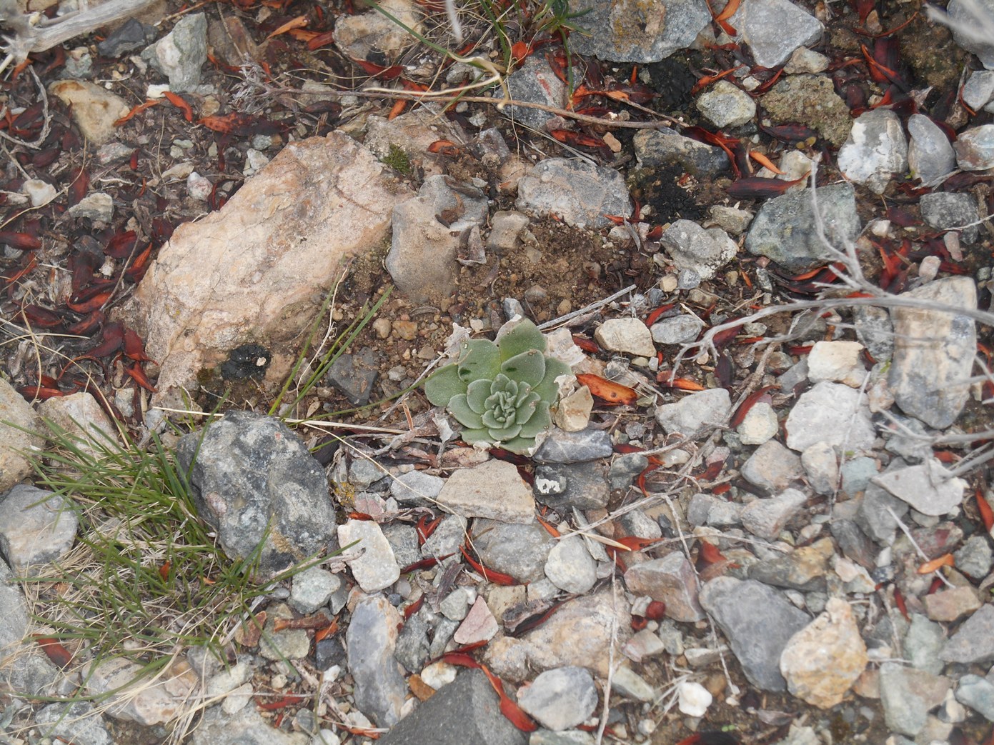 Image of Rosularia glabra specimen.