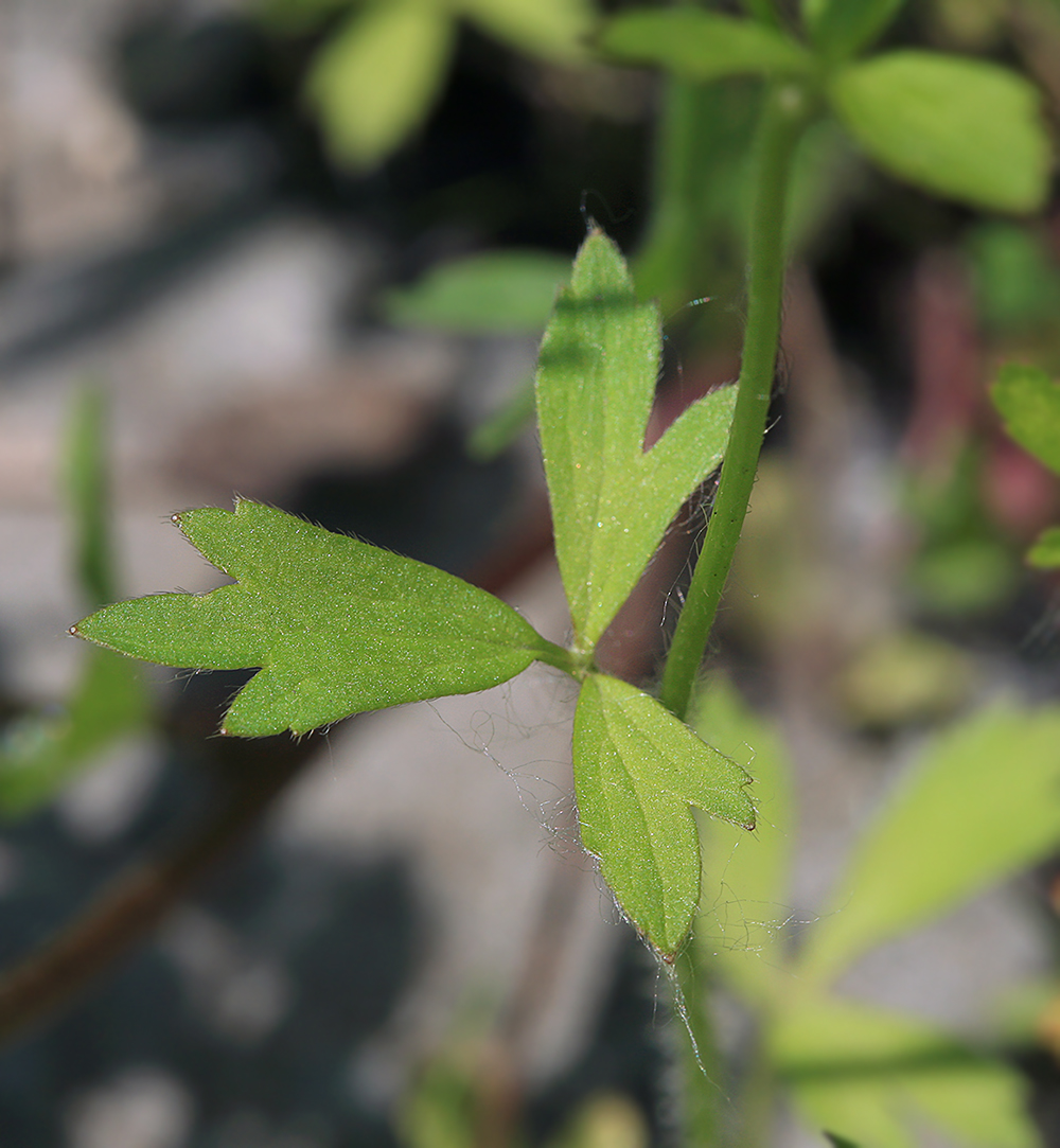 Image of Ranunculus chinensis specimen.