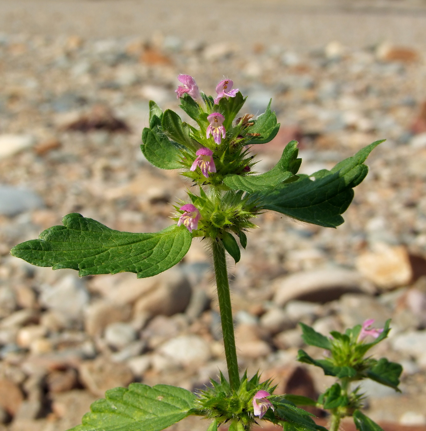 Изображение особи Galeopsis bifida.