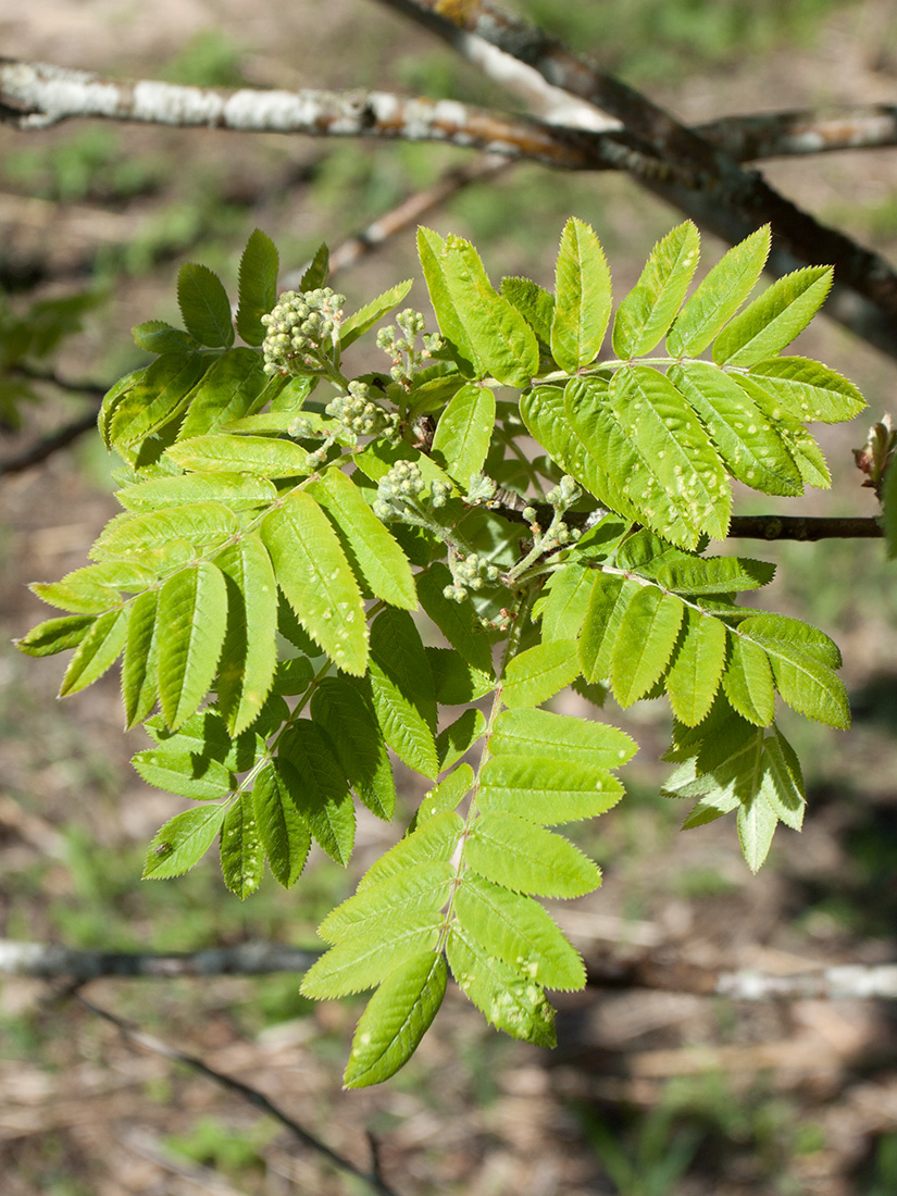 Изображение особи Sorbus aucuparia.