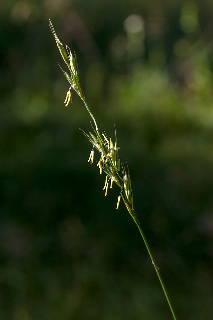 Image of Elytrigia repens specimen.