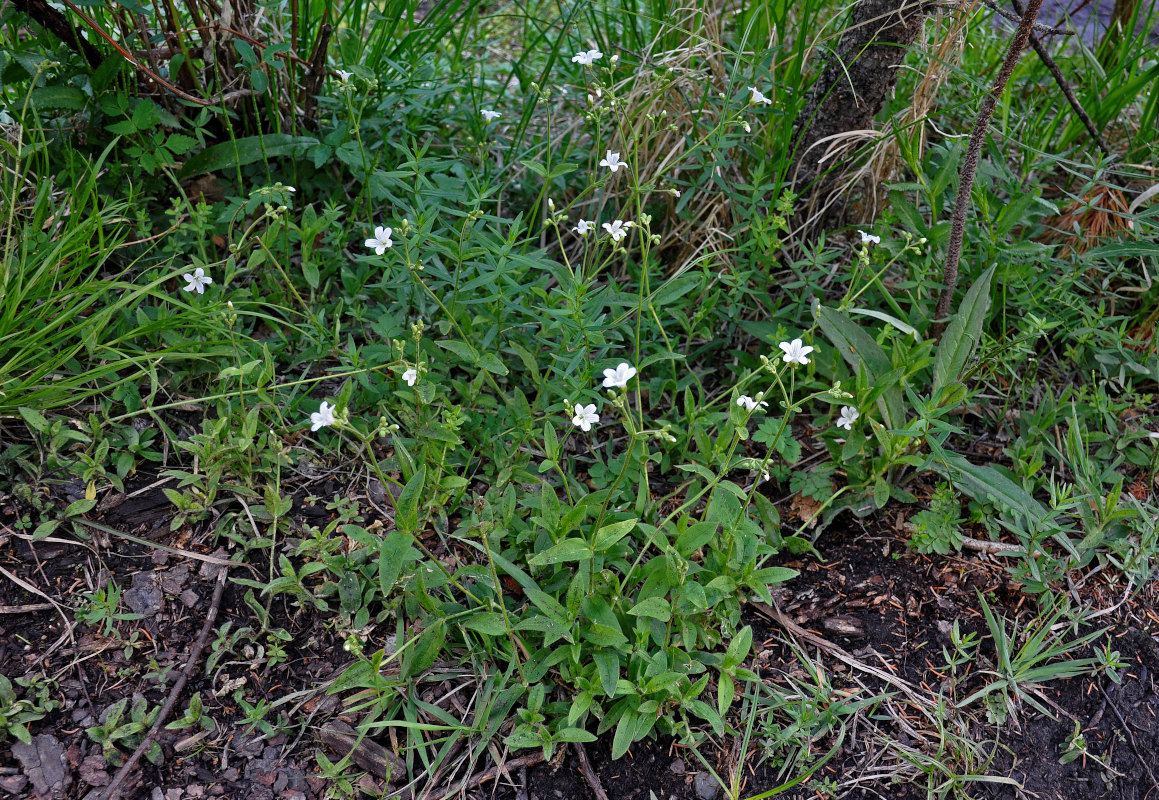 Изображение особи Cerastium pauciflorum.