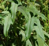 Cirsium setosum