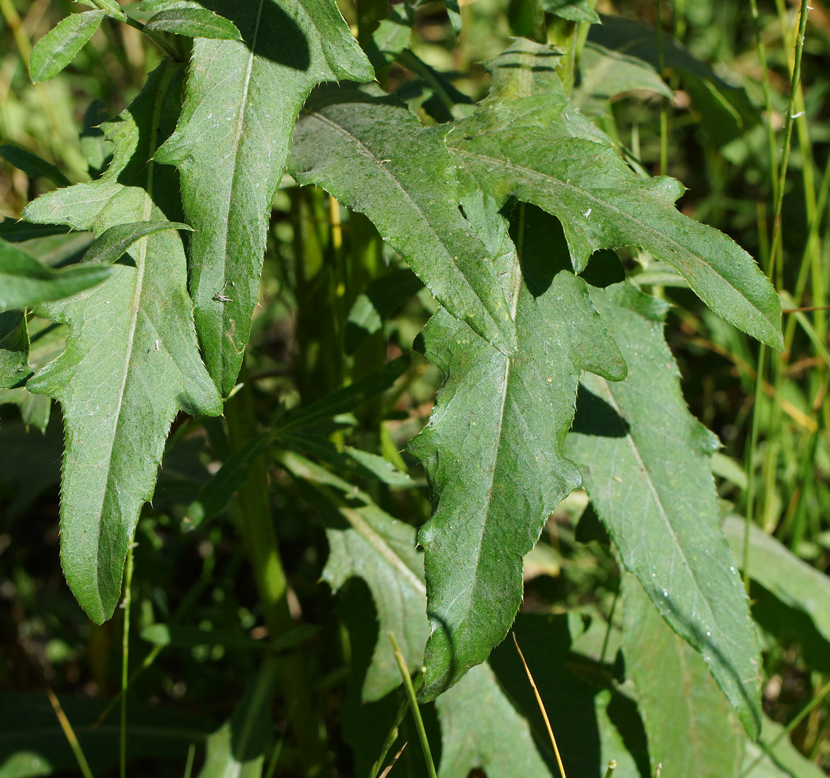 Изображение особи Cirsium setosum.