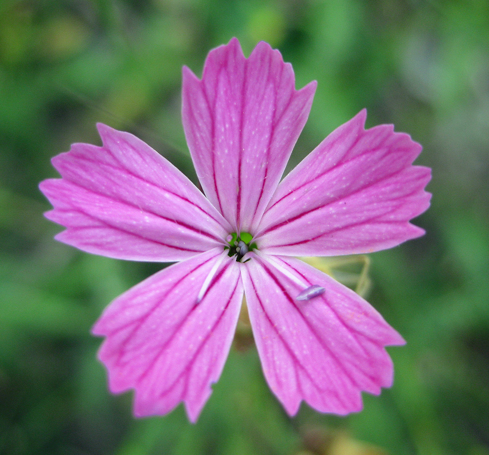 Image of genus Dianthus specimen.