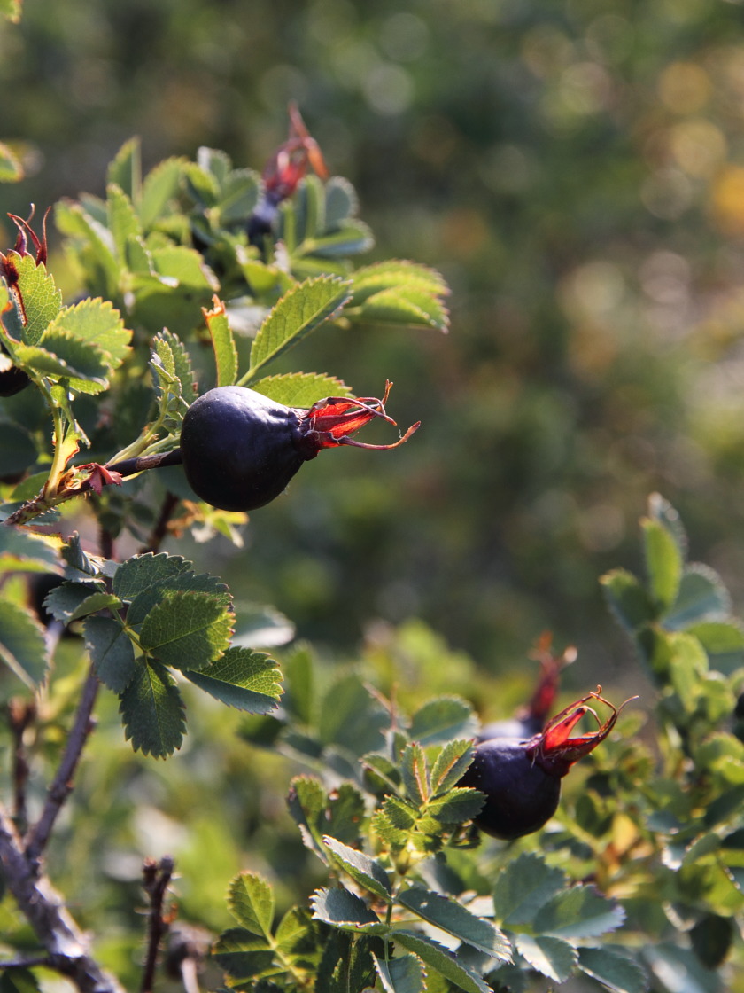 Image of Rosa spinosissima specimen.