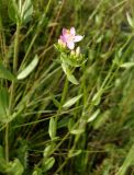 Centaurium erythraea. Верхушка побега с бутонами и цветком. Украина, г. Запорожье, о-в Хортица, высокий северный берег. 21.06.2020.