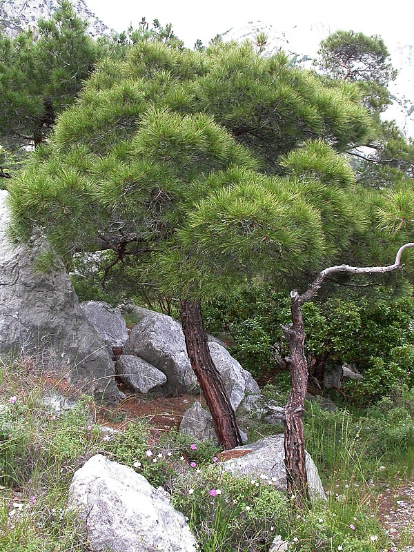 Image of Pinus pityusa specimen.