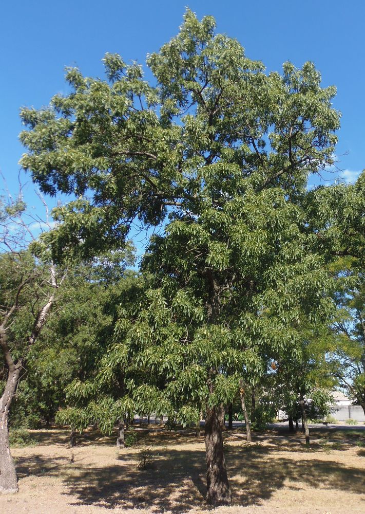 Image of genus Fraxinus specimen.