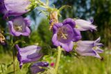 Campanula medium