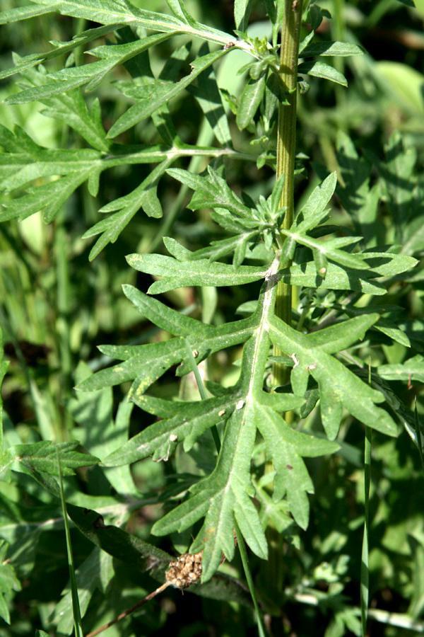 Image of Artemisia vulgaris specimen.