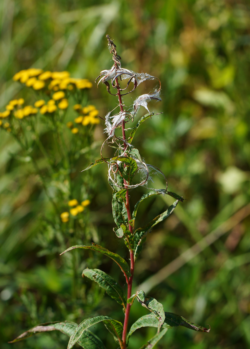 Изображение особи Chamaenerion angustifolium.