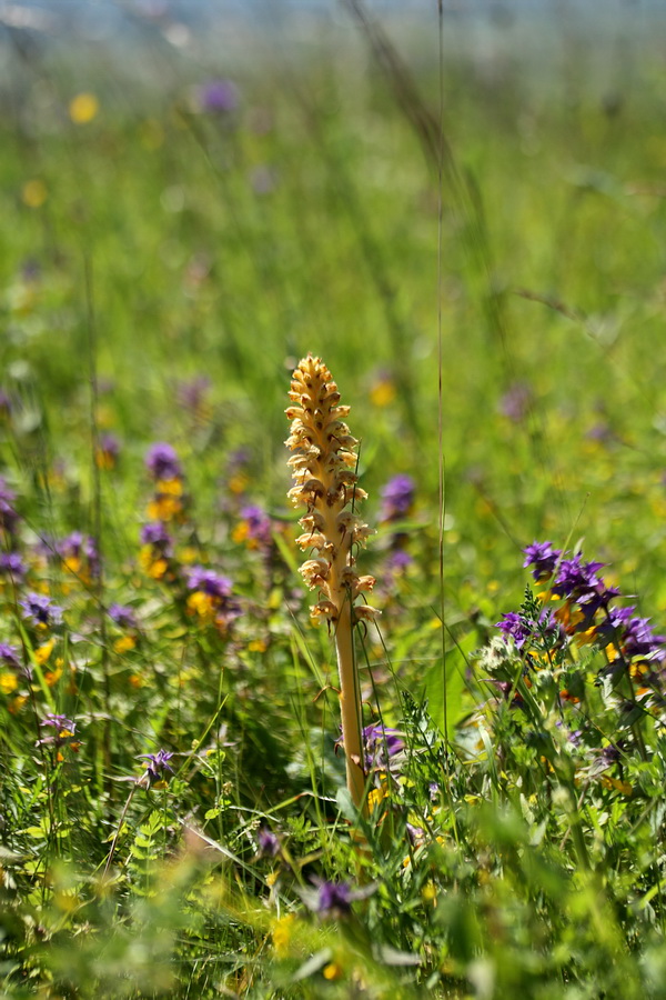 Image of Orobanche bartlingii specimen.