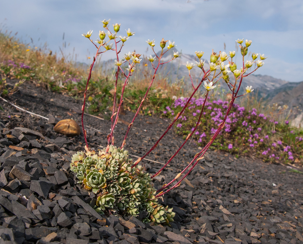 Image of Saxifraga cartilaginea specimen.