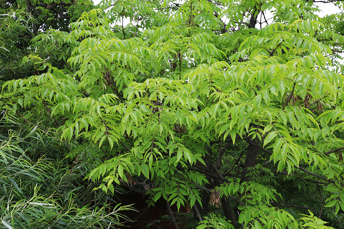 Изображение особи Fraxinus mandshurica.