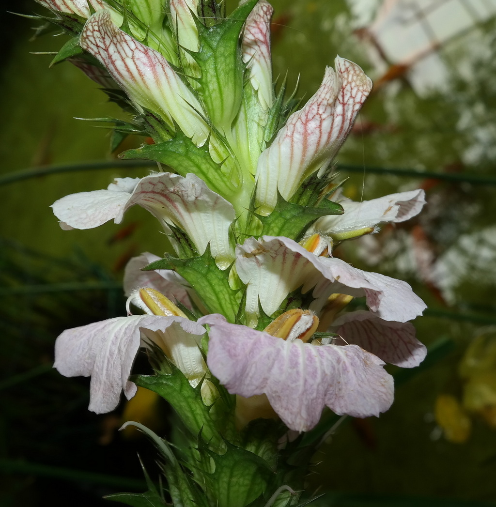 Image of genus Acanthus specimen.