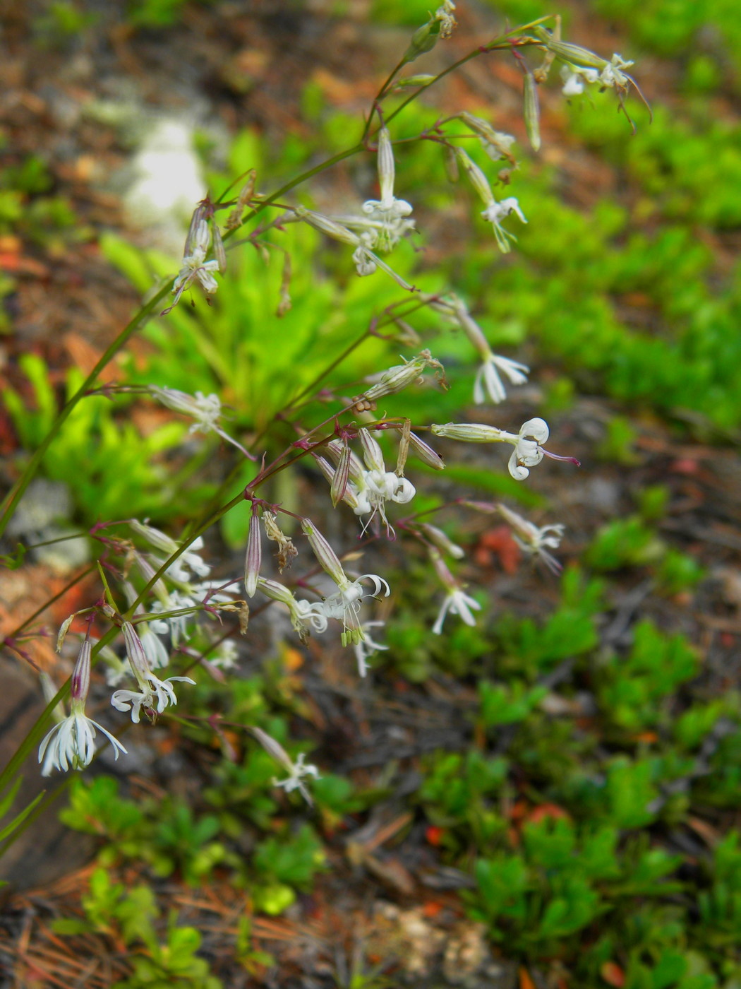 Изображение особи Silene nutans.