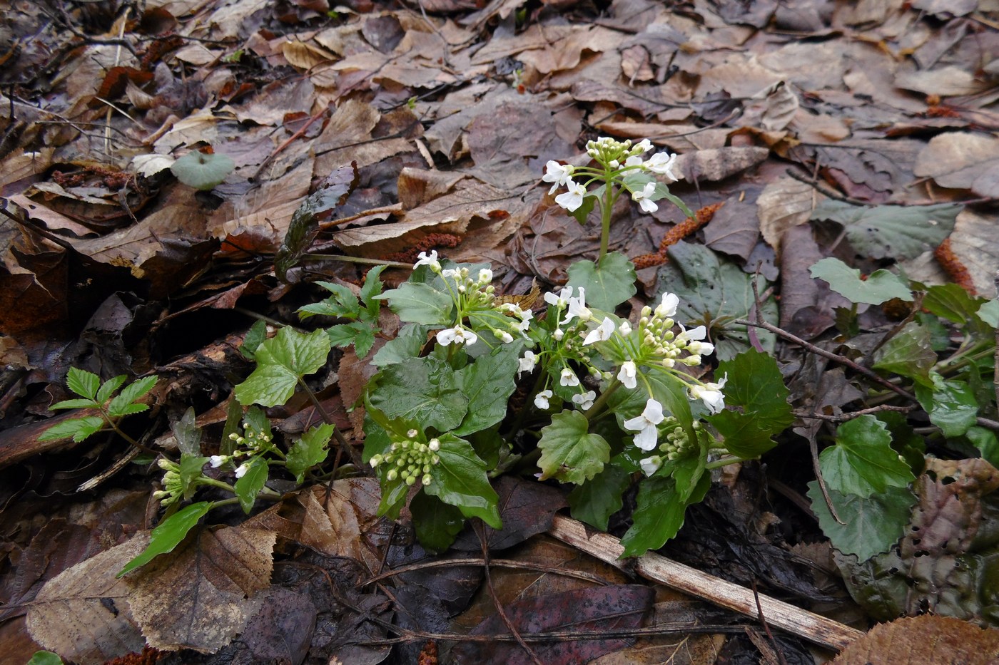 Image of Pachyphragma macrophyllum specimen.