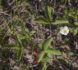 Fragaria viridis. Цветки и листья. Пермский край, Кунгурский р-н, окр. с. Плехановское, окр. ур. Мысы, разнотравный луг. 05.06.2021.