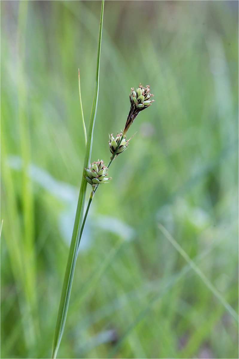 Image of Carex adelostoma specimen.