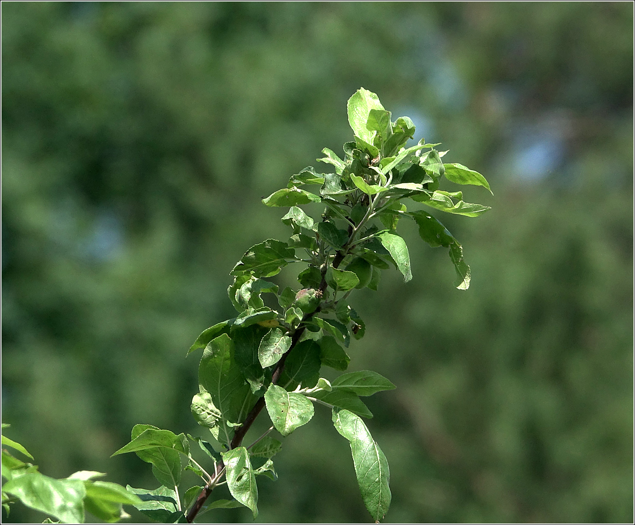 Image of Malus domestica specimen.